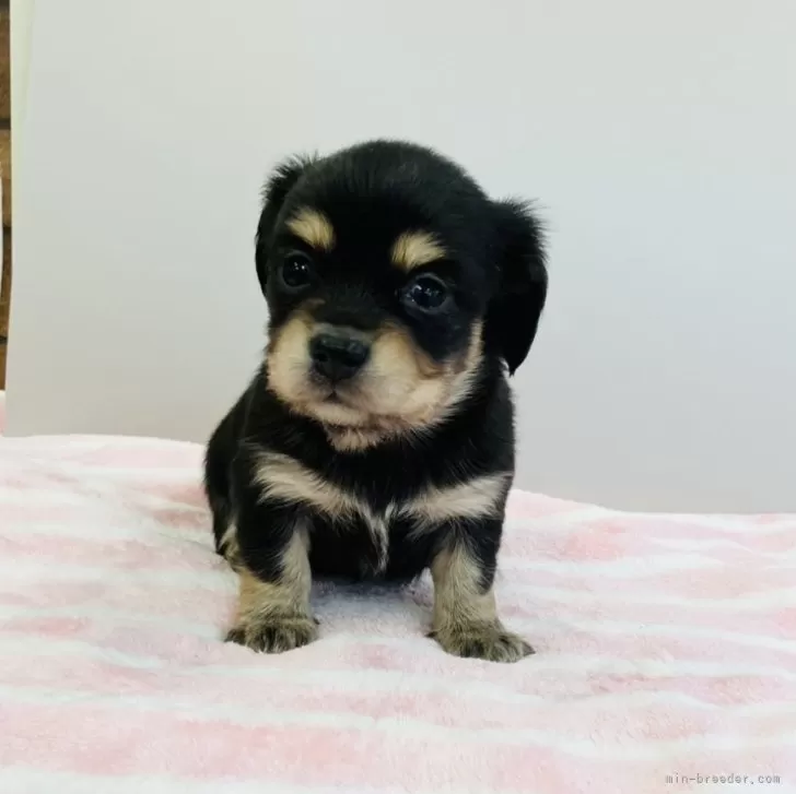ID:2412-05357の子犬