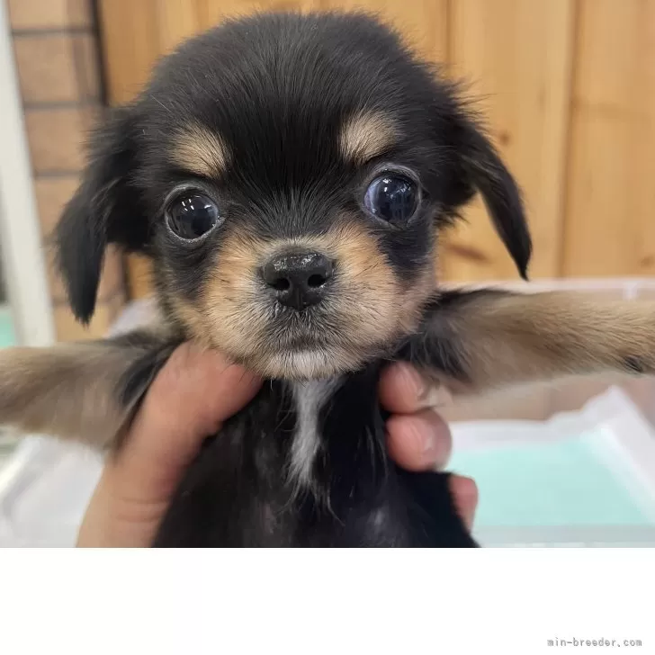 チワックス(チワワ×ダックスフンド)【新潟県・女の子・2026年1月2日・ブラック&amp;タン】の写真1「体重　530g」