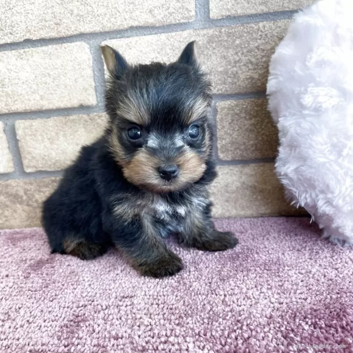 ID：2504-01555の子犬