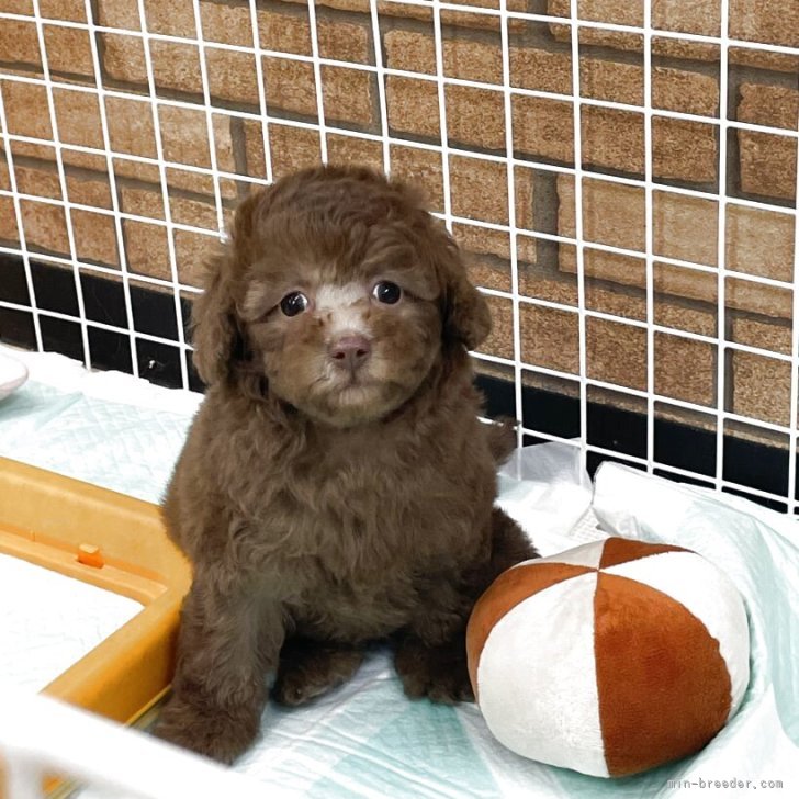 ブリーダー画像