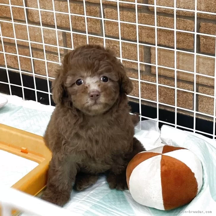 トイプードル(トイ)【新潟県・女の子・2025年9月8日・ブラウン】の写真1「体重 980g」