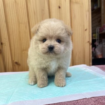 ポメプー(ポメラニアン×トイプードル)【新潟県・男の子・2025年10月27日・アプリコット】の写真「モフッ❤️と可愛らしい男の子です🥰」
