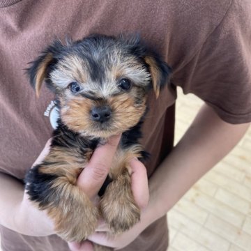 ヨークシャーテリア【新潟県・女の子・2025年9月21日・スティールブルー&タン】の写真「兄妹の中で1番のちびっ子🥰」