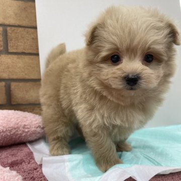 ポメプー(ポメラニアン×トイプードル)【新潟県・男の子・2024年12月12日・アプリコット】の写真「ぬいぐるみくん🧸💕」