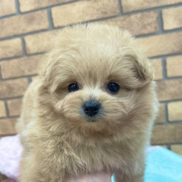 ポメプー(ポメラニアン×トイプードル)【新潟県・女の子・2024年12月12日・アプリコット】の写真「可愛すぎて困ります💕」