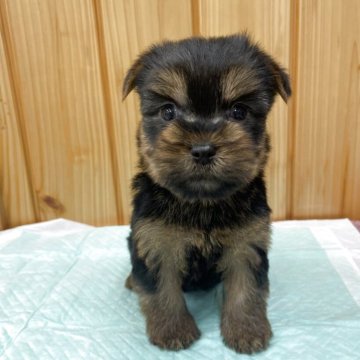 ヨークシャーテリア【新潟県・男の子・2025年9月21日・スティールブルー&タン】の写真「抱っこ大好き❤」