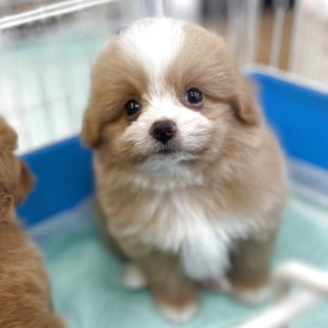 ポメプー(ポメラニアン×トイプードル)【新潟県・男の子・2025年2月21日・アプリコット】の写真「いつもルンルン🎶」