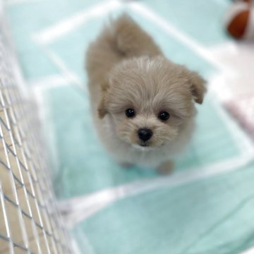 ポメプー(ポメラニアン×トイプードル)【新潟県・女の子・2025年8月30日・クリーム】の写真「幼顔が可愛い女の子❤️」