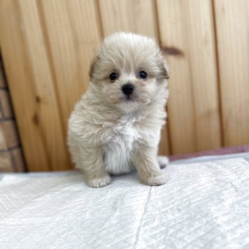ミックス(ポメラニアン×ミックス)【新潟県・男の子・2025年9月2日・クリーム】の写真「丸いお顔が可愛い男の子🥰」