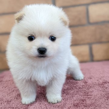豆ラニアン ポメ柴(ポメラニアン×柴犬)【新潟県・女の子・2025年3月14日・ホワイト】の写真「可愛すぎっ😍」