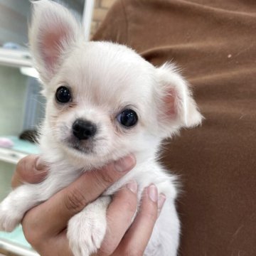 チワワ(ロング)【新潟県・女の子・2025年4月10日・ホワイト&クリーム】の写真「か、、かわいい🫣🩷」