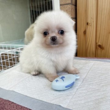 ミックス(ポメラニアン×ミックス)【新潟県・男の子・2025年8月22日・ホワイト】の写真「アザラシ🦭のバブじゃないよ〜😙」