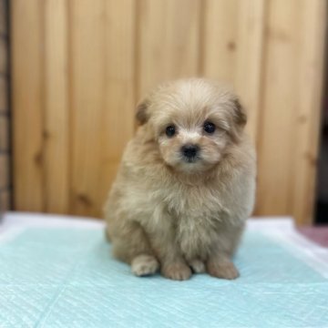 ポメプー(ポメラニアン×トイプードル)【新潟県・男の子・2025年9月6日・アプリコット】の写真「みんな大好きベビーフェイス👶❤️」