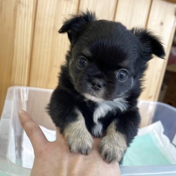 チワワ(ロング)【新潟県・男の子・2025年10月4日・ブラッククリーム&ホワイト】の写真「陽キャな女子です🩷」