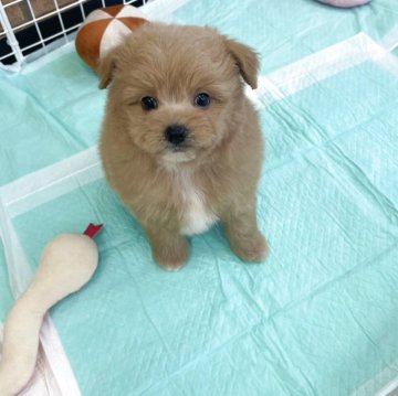 ポメプー(ポメラニアン×トイプードル)【新潟県・男の子・2025年9月26日・レッド】の写真「ゴールデンレトリバーの赤ちゃん度90%❤️」