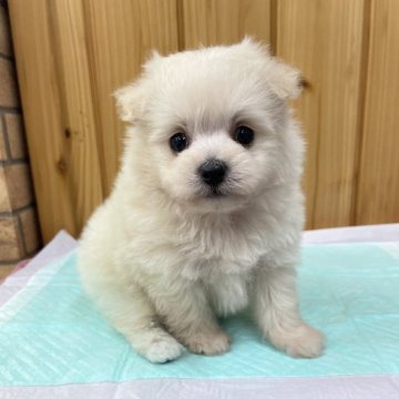 ポメプー(ポメラニアン×トイプードル)【新潟県・男の子・2025年10月17日・ホワイト】の写真「おめめクルリン✨ほわほわちゃん😘」
