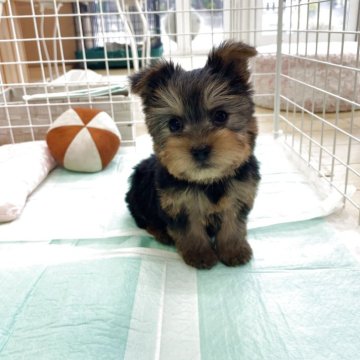 ヨークシャーテリア【新潟県・女の子・2025年9月21日・スティールブルー&タン】の写真「元気いっぱい😊🎶」