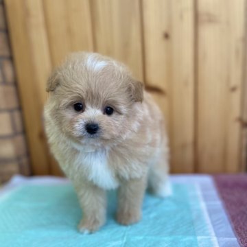 ポメプー(ポメラニアン×トイプードル)【新潟県・女の子・2025年9月26日・クリーム】の写真「とまらないモフモフ🩷」