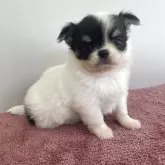 チワワ(ロング)