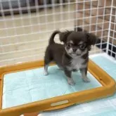 チワワ(ロング)