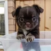 チワワ(ロング)