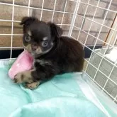 チワワ(ロング)【新潟県・男の子・2025年9月29日・チョコレートクリーム&ホワイト】の写真1「体重　830g」