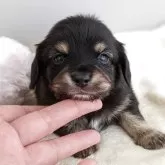 チワックス(チワワ×ダックスフンド)【新潟県・男の子・2025年3月21日・ブラック&タン】の写真1「体重510㌘」