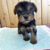 ヨークシャーテリア