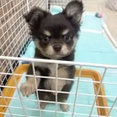 チワワ(ロング)