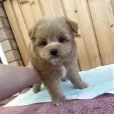 ポメプー(ポメラニアン×トイプードル)【新潟県・男の子・2025年9月26日・レッド】の写真7