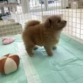 ポメプー(ポメラニアン×トイプードル)【新潟県・男の子・2025年9月26日・レッド】の写真5