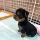 ヨークシャーテリア【新潟県・女の子・2025年9月21日・スティールブルー&タン】の写真3