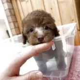 トイプードル(トイ)【新潟県・女の子・2025年9月8日・ブラウン】の写真4