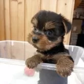 ヨークシャーテリア【新潟県・女の子・2025年9月21日・スティールブルー&タン】の写真4