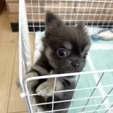 チワワ(ロング)【新潟県・女の子・2025年7月7日・ブルー&クリーム】の写真6