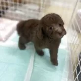 トイプードル(トイ)【新潟県・女の子・2025年9月8日・ブラウン】の写真6