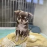 チワワ(ロング)【新潟県・男の子・2025年8月23日・チョコクリーム&ホワイト】の写真4