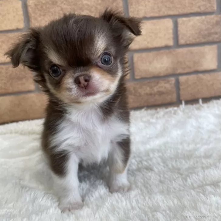 ID：2405-05553の子犬