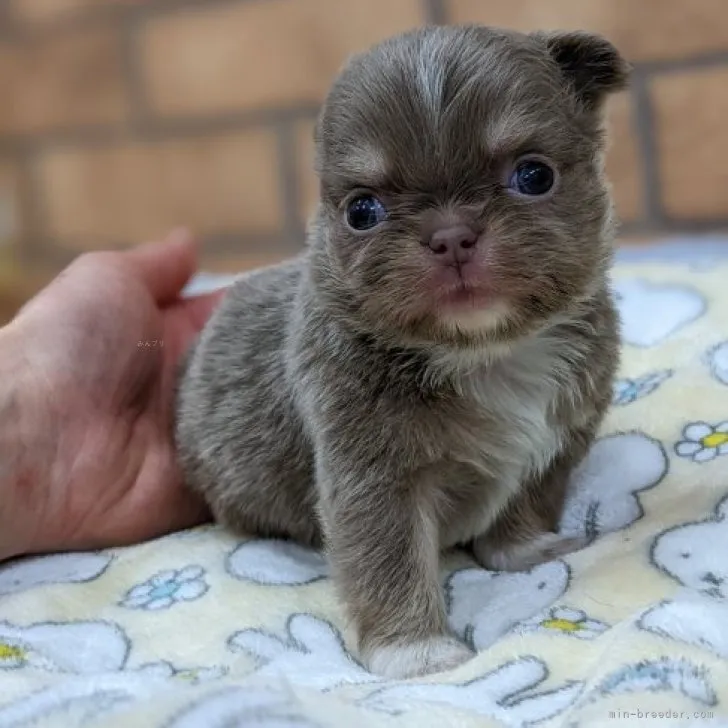 ID:2310-03604の子犬