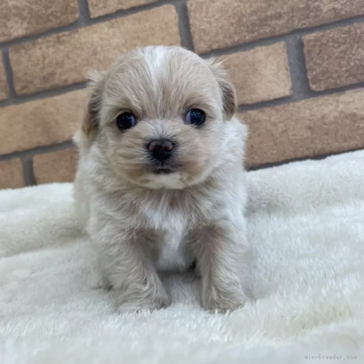ID：2407-01348の子犬