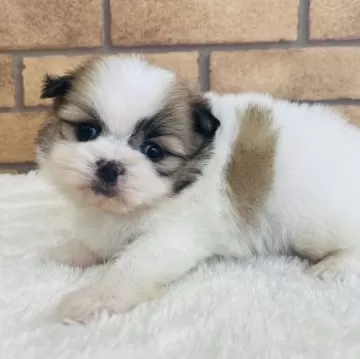 ミックス(ポメラニアン×シーズー)【新潟県・女の子・2024年3月23