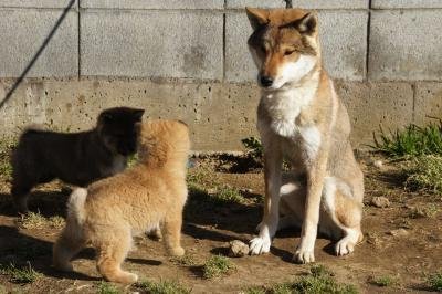四国犬【・女の子・2015年9月25日・赤胡麻】