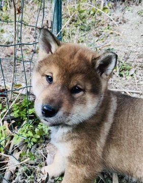 四国犬【千葉県・女の子・2022年1月5日・赤胡麻】の写真「レアな四国犬です。性格良く元気！」