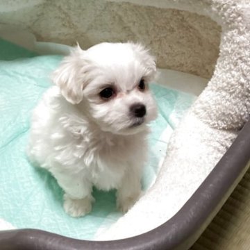 マルチーズ【宮城県・男の子・2025年10月6日・ホワイト】の写真「可愛い男の子♪」