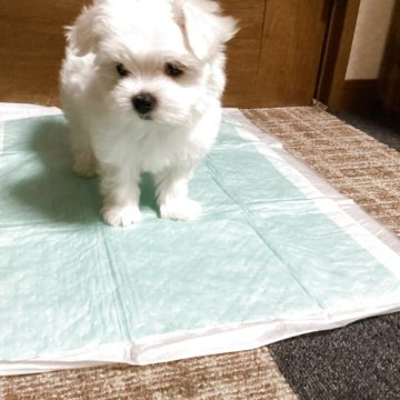 マルチーズ【宮城県・女の子・2025年10月13日・ホワイト】の写真「可愛い女の子♪」