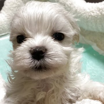 マルチーズ【宮城県・女の子・2025年10月13日・ホワイト】の写真「可愛い女の子♪」