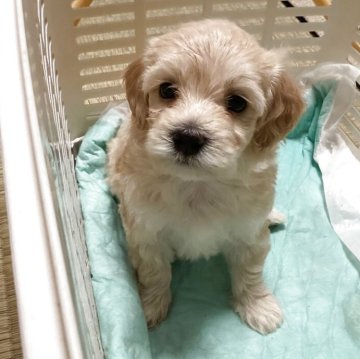 マルプー(マルチーズ×トイプードル)【宮城県・女の子・2025年6月16日・アプリコット】の写真「可愛い女の子♪8／11までの掲載予定です♪」