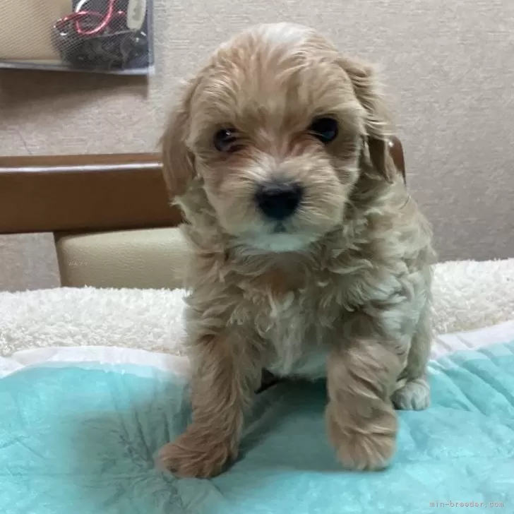 ID：2407-03412の子犬