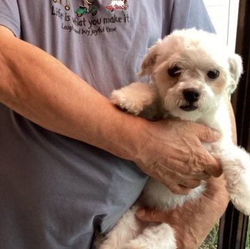 マルチーズ【宮城県・女の子・2023年1月16日・ホワイト】の写真「小さめで可愛い女の子です♪サマーカットしました。」