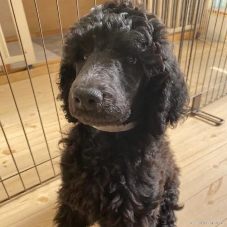 ID:2210-03202の子犬